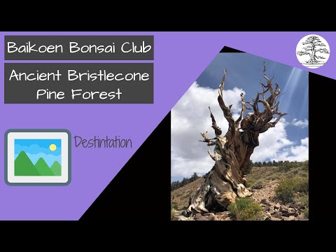 Ancient Bristlecone Pine Forest - Baikoen Bonsai Club Safer at Home Bonsai Series