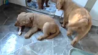 Puppies Eating Raw Chicken and Bones