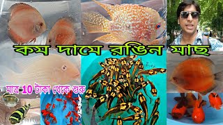 কম দামে বড়ো মাছ শ্রীরামপুর হাটে | Serampore Pet Market | Shrirampur Fish Market | Pet Shop Near Me 