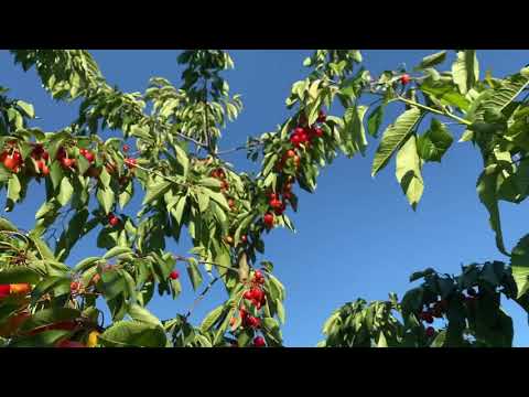 Growing Rainier cherries