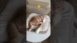 #猫 #子猫 #猫動画 #猫好き #猫のいる暮らし #可愛い猫 #にゃんこ #猫ショート #癒し動画 #ジャンプ猫 #面白い猫 #猫好きさんと繋がりたい #保護猫 #ふわもこ #cat #kawaii