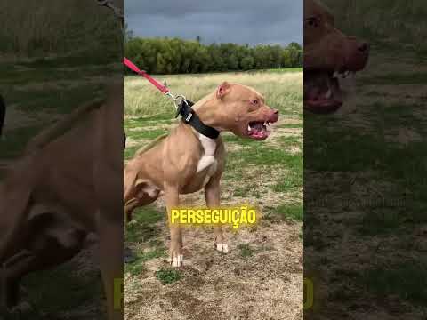 Nunca Faça Isso Se Um Pitbull Atacar!