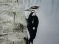 Classic Sesame Street Film It S A Woodpecker
