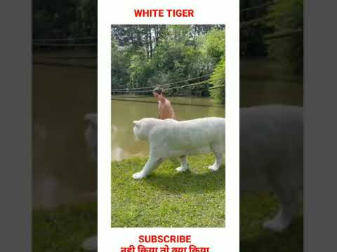 Big Cat Month | Walking with Great White Tiger