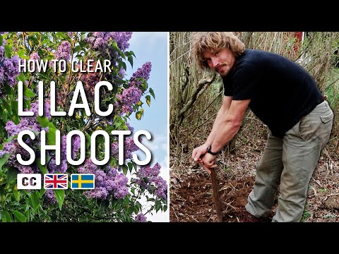 Enkelt sätt att få bort syrenskott | Syrenhäck som breder ut sig