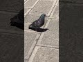Morbidly Obese Pigeon