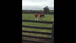 California chrome feeling good playing with Gilberto at taylor made farm lexington ky
