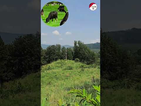 OFERTA DE TERRENO CON NACIMIENTOS EN CHALATENANGO, a muy pocos metros de la carretera Principal.