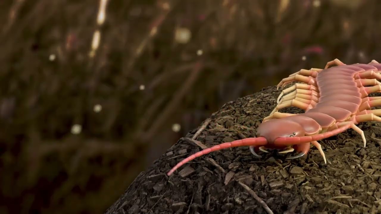 Centipede 3D Model