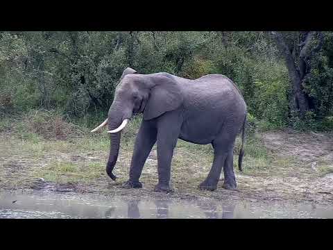 Djuma: Lone Elephant bull - 08:36 - 05/30/2022