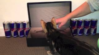Redbull Fingerbreakn' - with furry rude interruptions