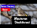 Masteran Burung Blackthroat Gacor Suara Masteran Blackthroat Durasi Panjang Mp3