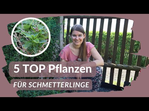 🦋 Mit diesen Pflanzen lockst du die schönsten Schmetterlinge in deinen Naturgarten!