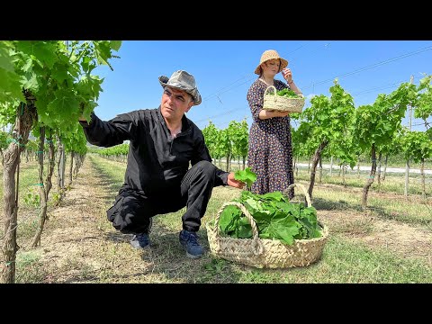 Azerbaijani Dolma made from Grape Leaves harvested in the Garden