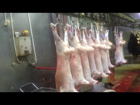 тушки карачаевской породы овец