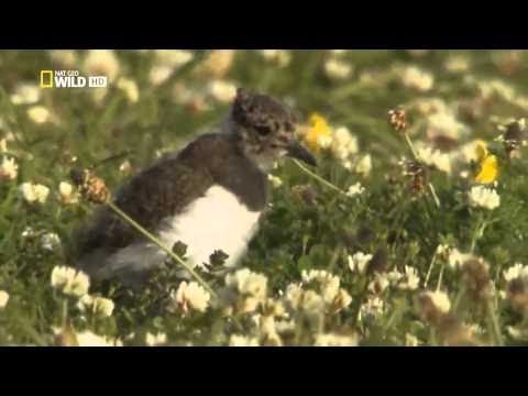 Nat Geo Wild - WILD SCOTLAND THE WESTERN ISLES - National Geographic Animal