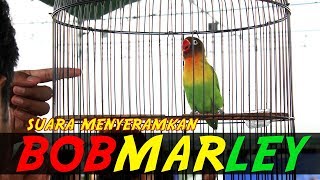 Download lagu Suara Menyeramkan Love Bird KONSLET BOB MARLEY!! mp3 Download lagu Suara Menyeramkan Love Bird KONSLET BOB MARLEY!! mp3