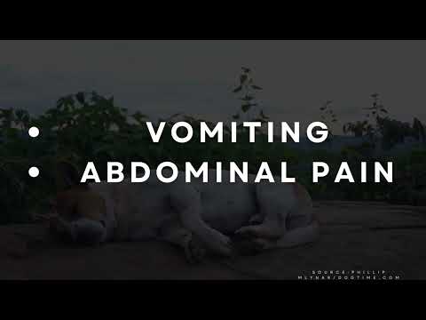 Clostridial Enterotoxicosis In Dogs