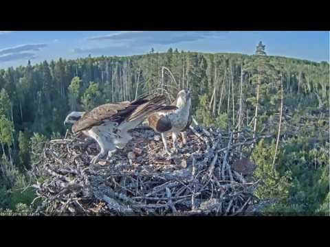 crows pursue a couple of ospreys