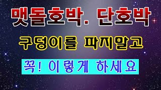 [텃밭농부. 1,020]  맷돌호박, 단호박 심을 자리에 구덩이를 파면 안된다.