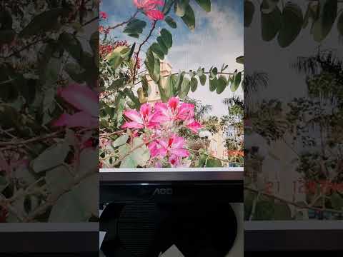 ÁRVORE-ORQUÍDEA  Arceburgo MG.