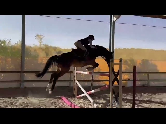 Gelding sBs Belgian Warmblood For sale 2018 Bay