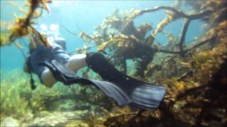 preview picture of video 'Scuba Diving Rainbow River Dunellon, Florida'