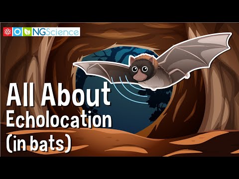 All About Echolocation (in bats)