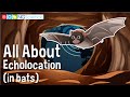 All About Echolocation (in bats)