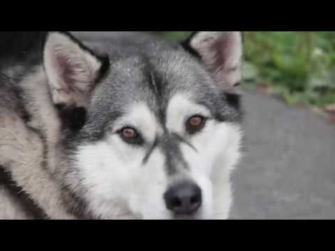 Spartietis video