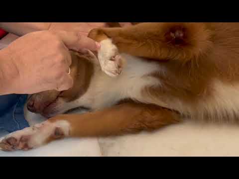 #Small Intestine Meridian in Canine Acupressure ,#Dog #Acupuncture - Dr HEMANT SHARMA +918160088512