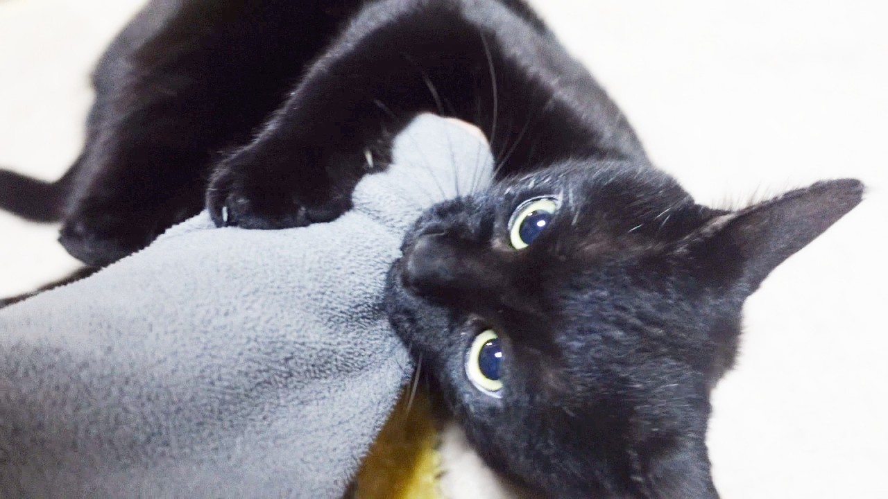 その猫、凶暴につき