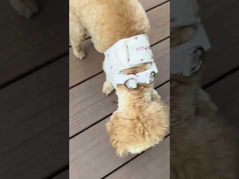 経営学科 ドッグランで遊ぶトイプードル14ヶ月 #toypoodle #トイプードル