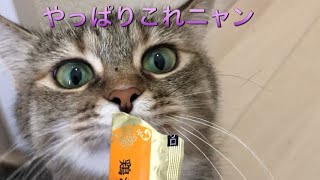今日もペロペロ御飯タイム😃立って食べてる時間もあるにゃん🐈 There is also a time to stand and eat today too Peropero rice time