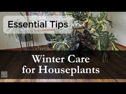 TERRA NOVA® Nurseries, Inc. - Winter Care for Houseplants
