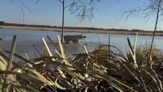 preview picture of video 'Thanksgiving Duck Hunting'