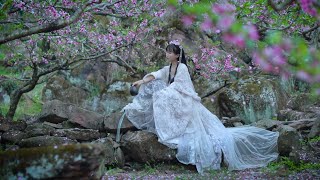 Video : China : Springtime peach blossoms ...