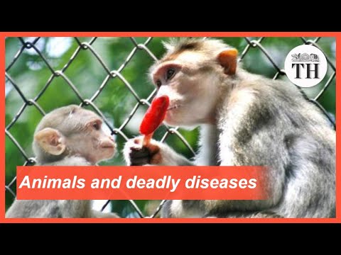 All about Zoonotic Diseases