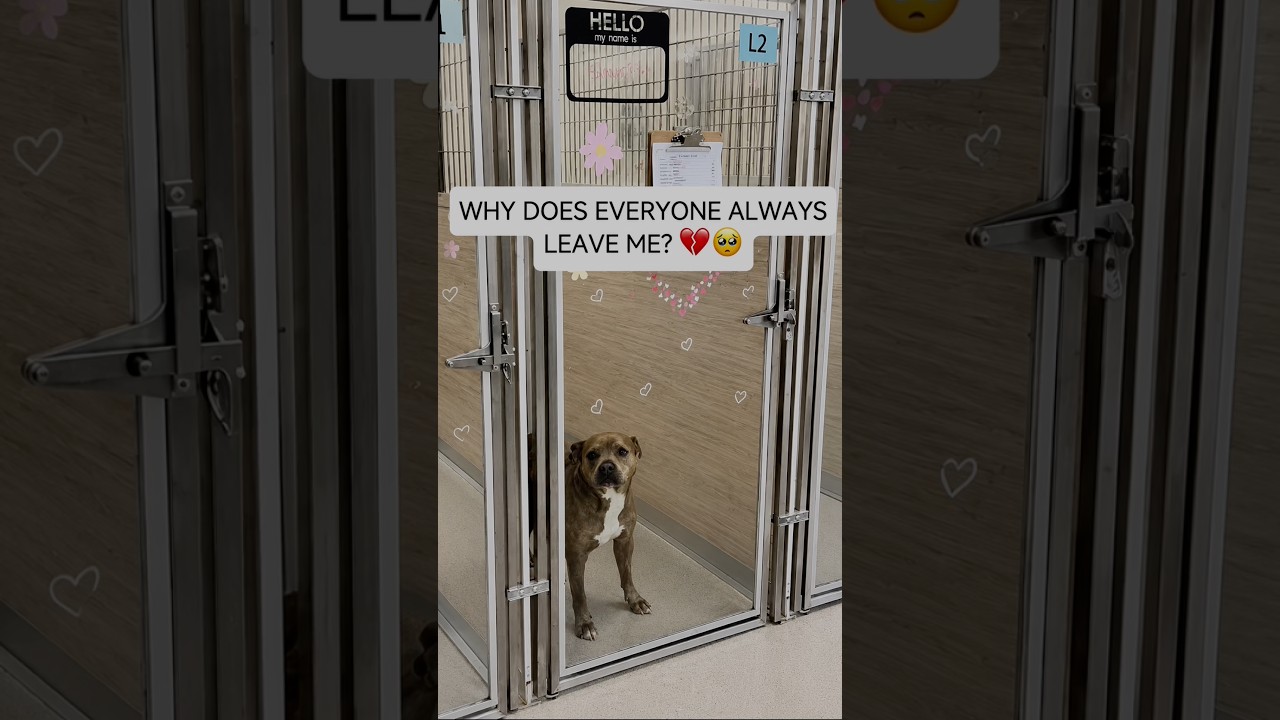 Sandor, a Adoptable mixed breed in Roswell, GA video 5/6