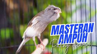 Download lagu SUARA KENARI JAMBUL GACOR ISIAN MEWAH - MASTERAN KENARI ISIAN BLACKTHROAT MUDAH DITIRU BURUNG BAHAN mp3