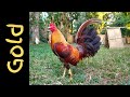 Poultry Show | Gold Fowl | Claret Fowl | Radio Bloodline | Brassback