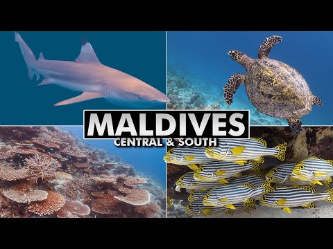 Diving the Maldives: Central & South Atolls revisited [4k]