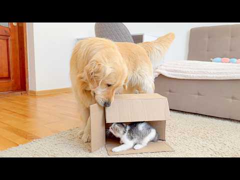 YouTube 썸네일