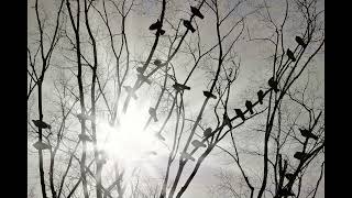 The Band - Four Strong Winds (Orig. Ian Tyson)