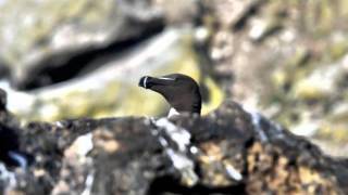 Puffin, Murre, Razorbill, Cormorant & Gannet of Howth, Ireland
