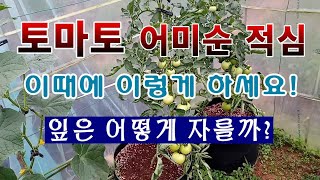 [텃밭농부 1,548]  토마토의 어미순 생장점은 언제 자르며, 잎은 몇장을 키울 것이냐?