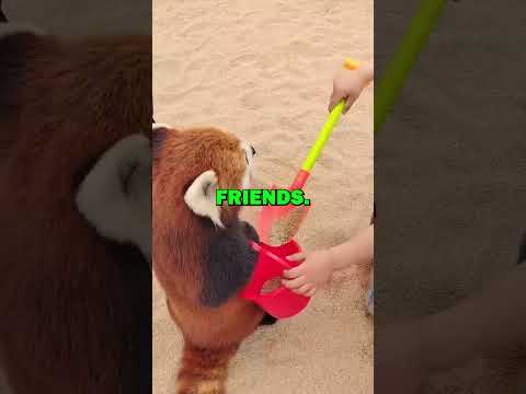 SMARTEST RED PANDA EVER! #pets #redpanda