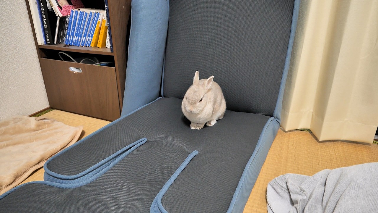 お気に入りの座椅子からうさぎさんが１日中動かないので、そろそろ交代してもらおうとしたら喧嘩になった