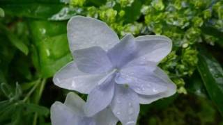 Luciana　Souza－Muita　Bobeira