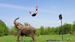 Amazing Elephant Basketball Dunks | Ross Smith